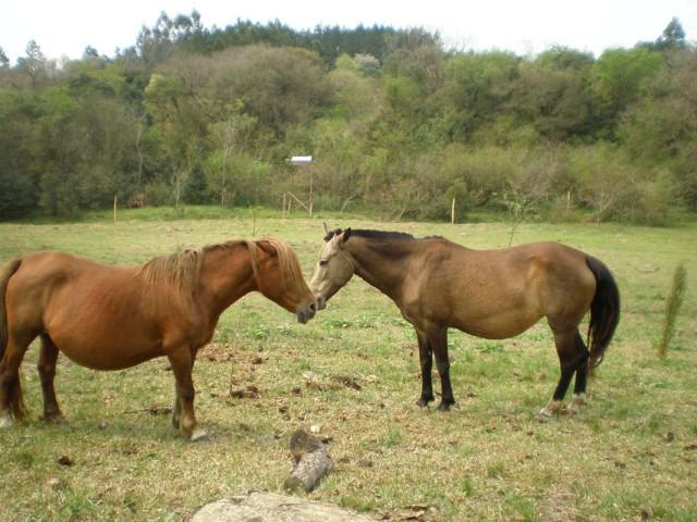 Petixa la flequi y Xaina la punki.JPG